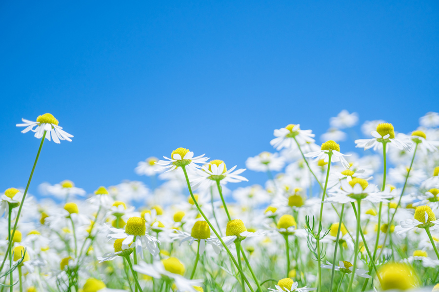 3月 | 花粉症を発症する原因とメカニズム